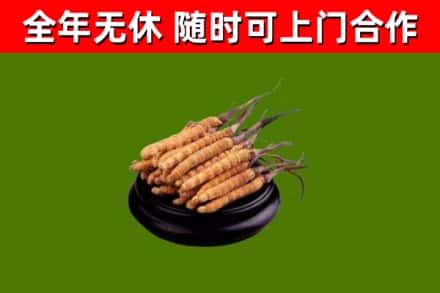 温州回收散虫草
