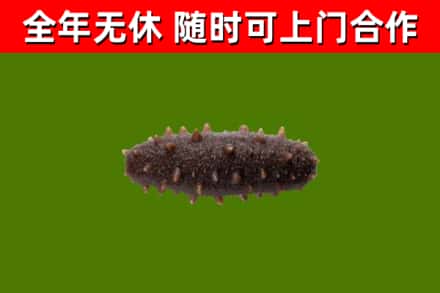 温州回收海参干